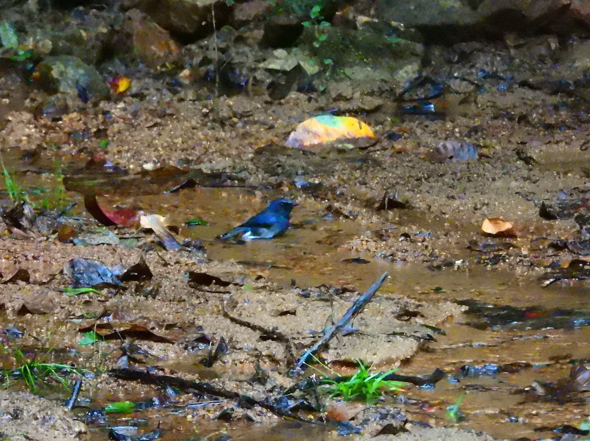 シロハラヒメアオヒタキ - ML645771877