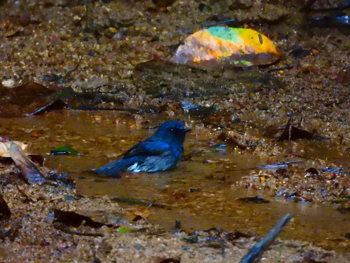 シロハラヒメアオヒタキ - ML645771878