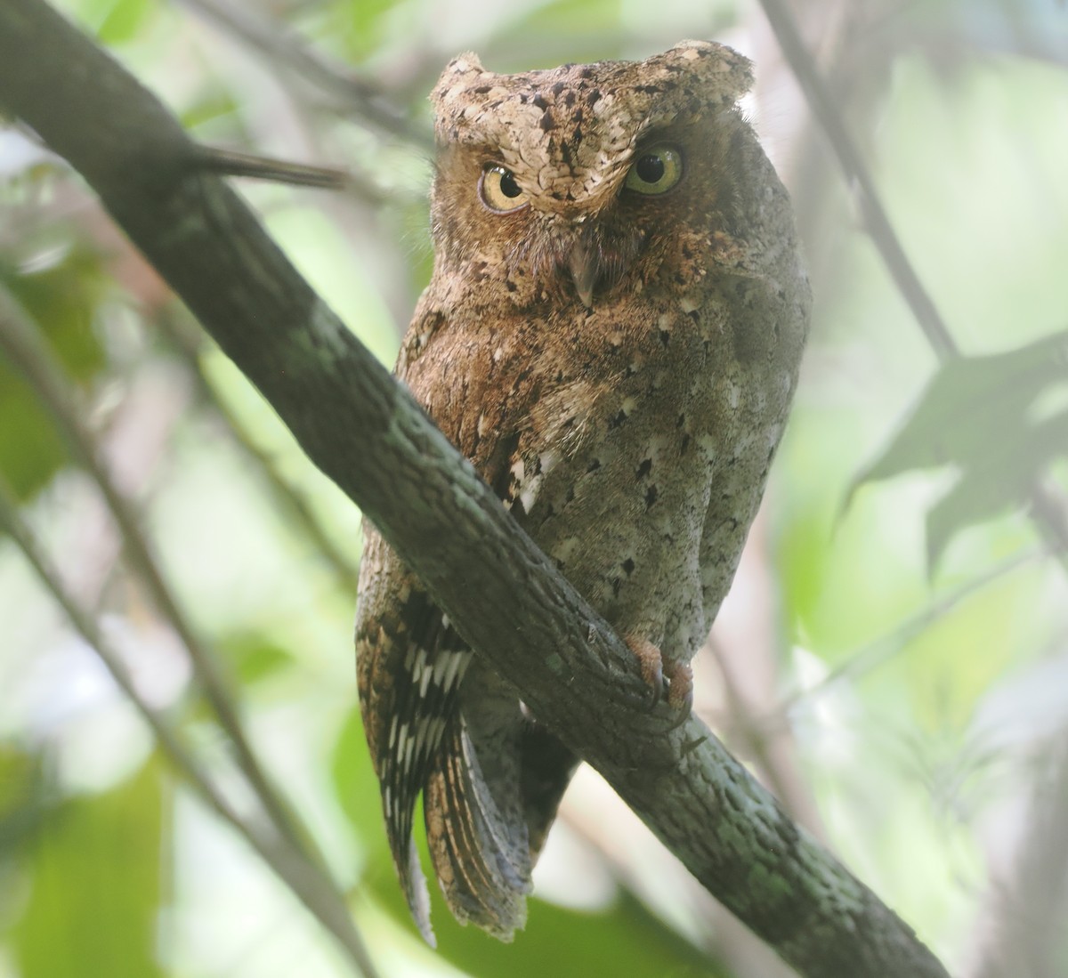 Sokoke Scops-Owl - ML645771880