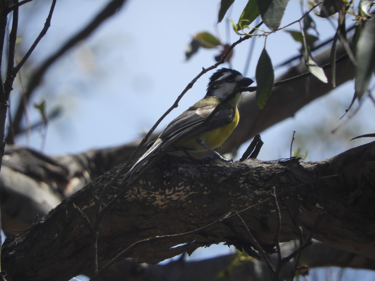 Eastern Shrike-tit - ML645771881