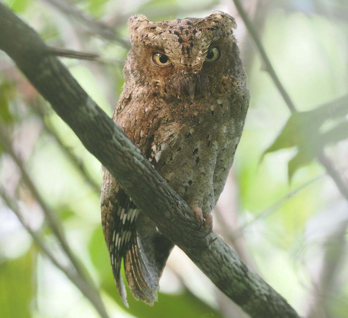 Sokoke Scops-Owl - ML645771882