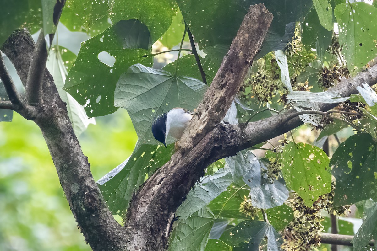 Rufous-backed Sibia - ML645771883