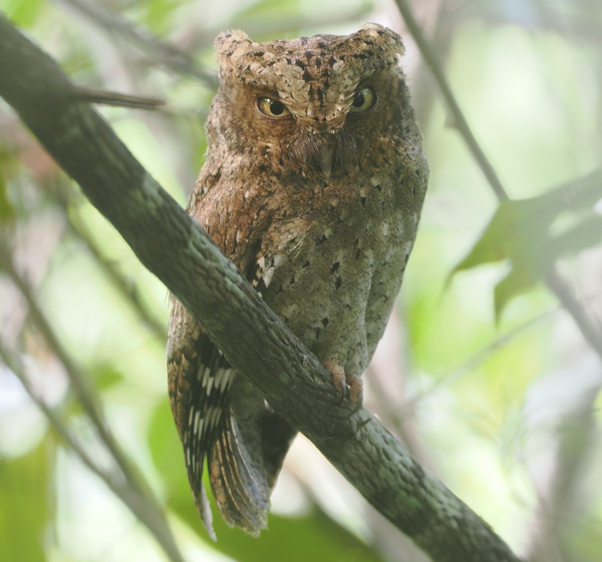 Sokoke Scops-Owl - ML645771884