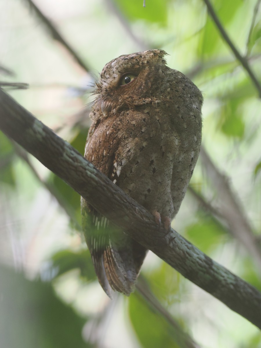 Sokoke Scops-Owl - ML645771888