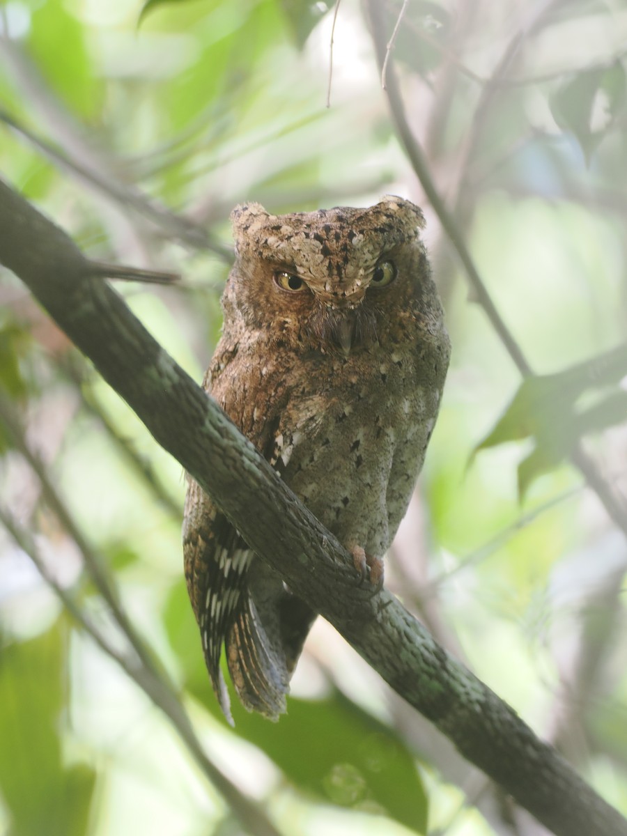 Sokoke Scops-Owl - ML645771891