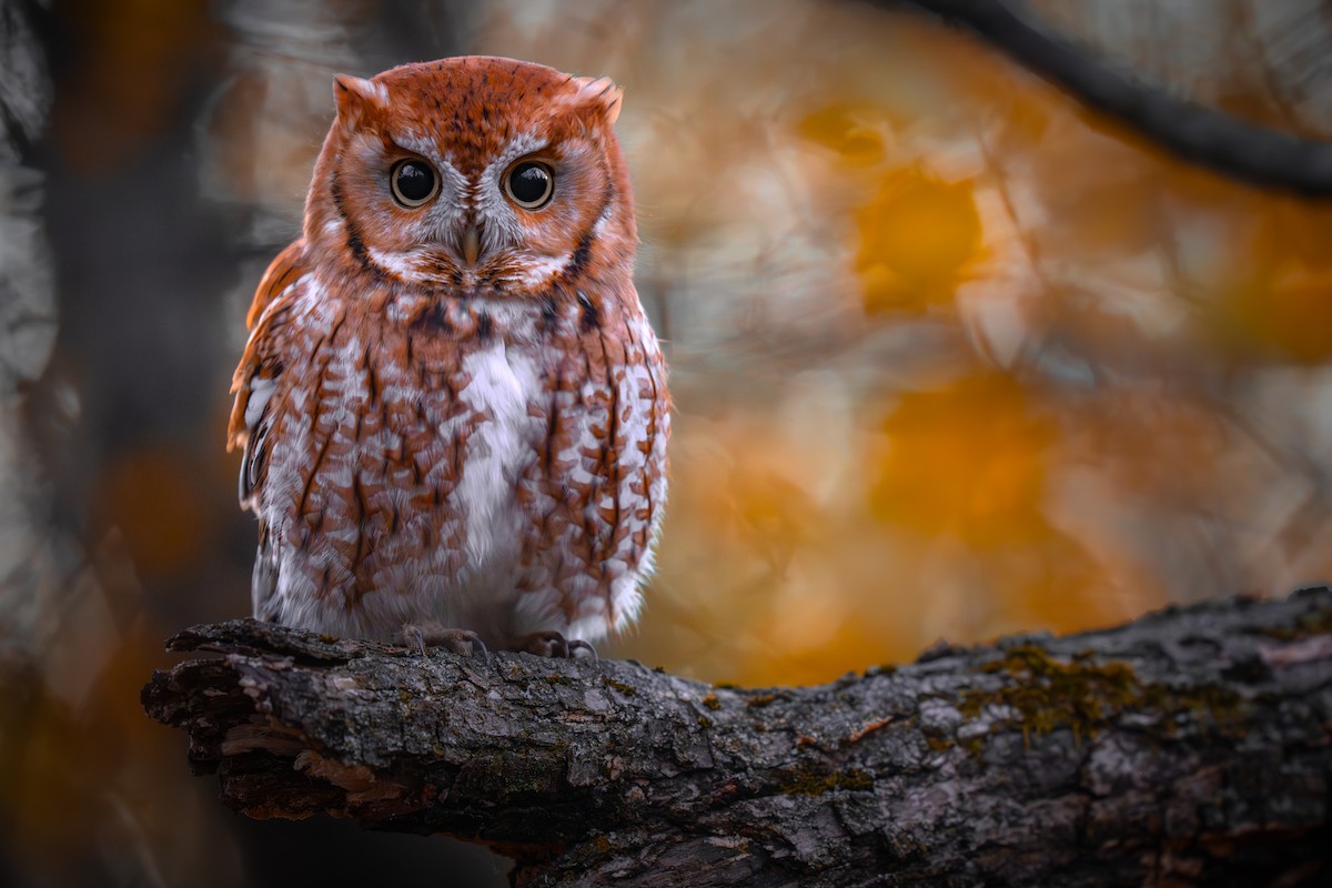 Eastern Screech-Owl - ML645771892