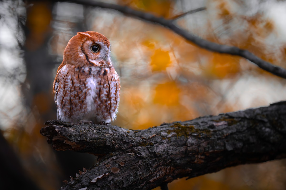 Eastern Screech-Owl - ML645771893