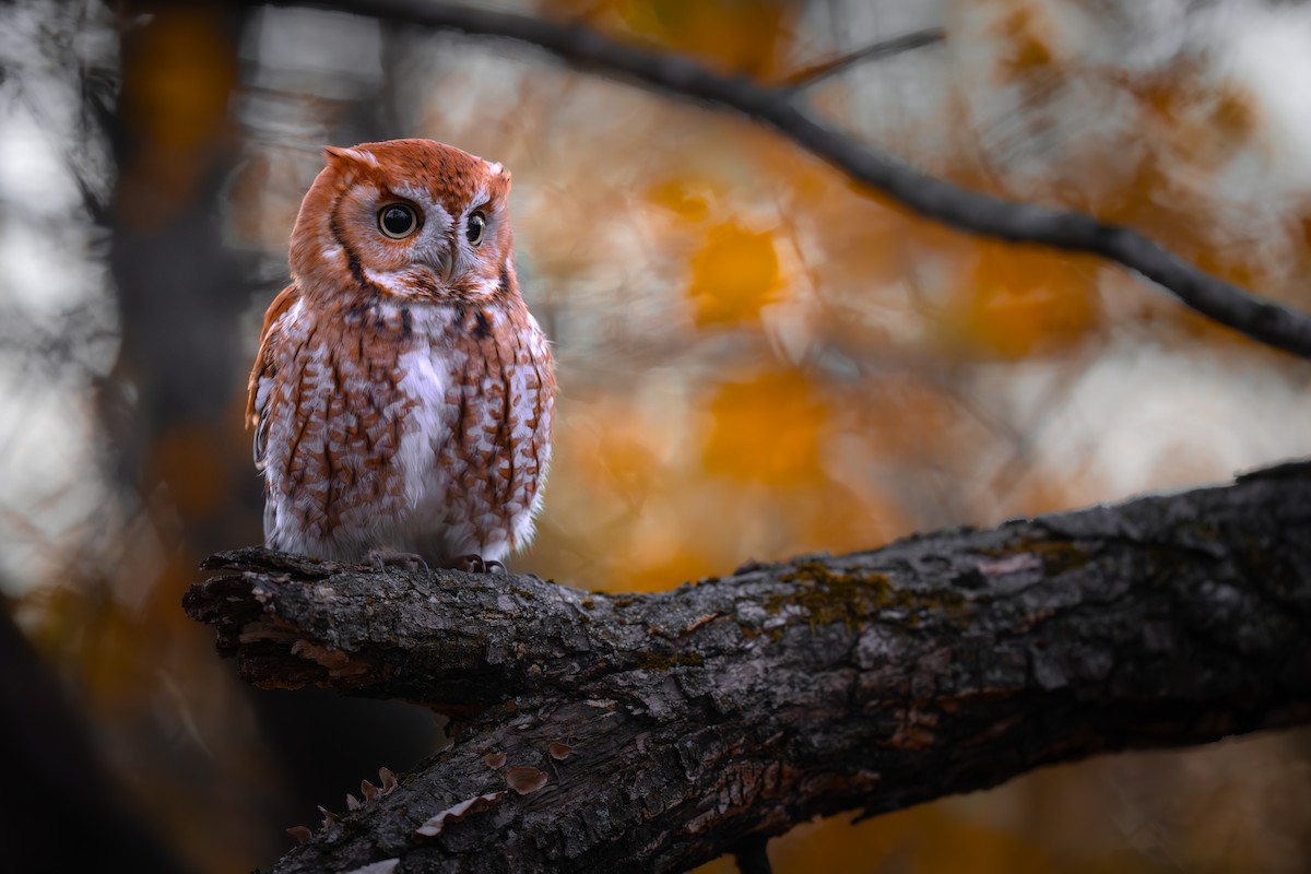 Eastern Screech-Owl - ML645771894