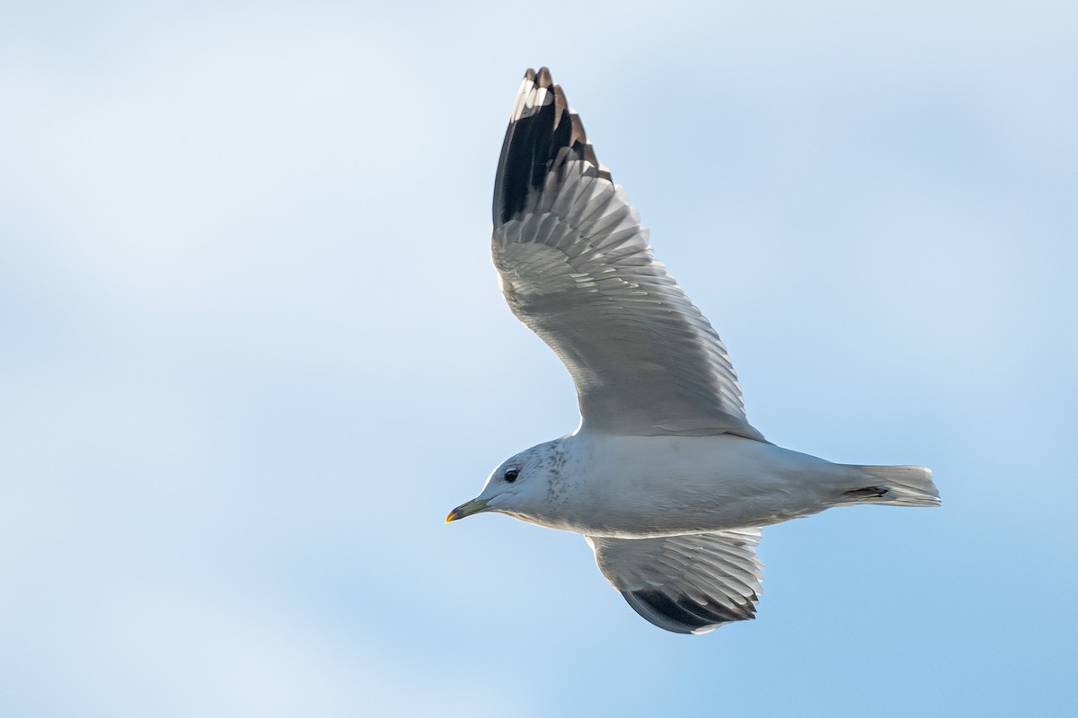 racek bouřní - ML645771895