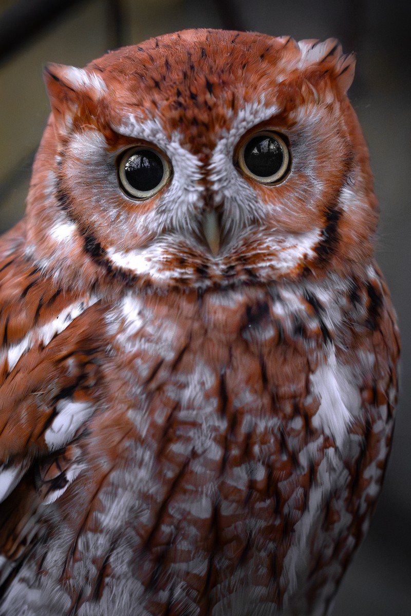 Eastern Screech-Owl - ML645771896