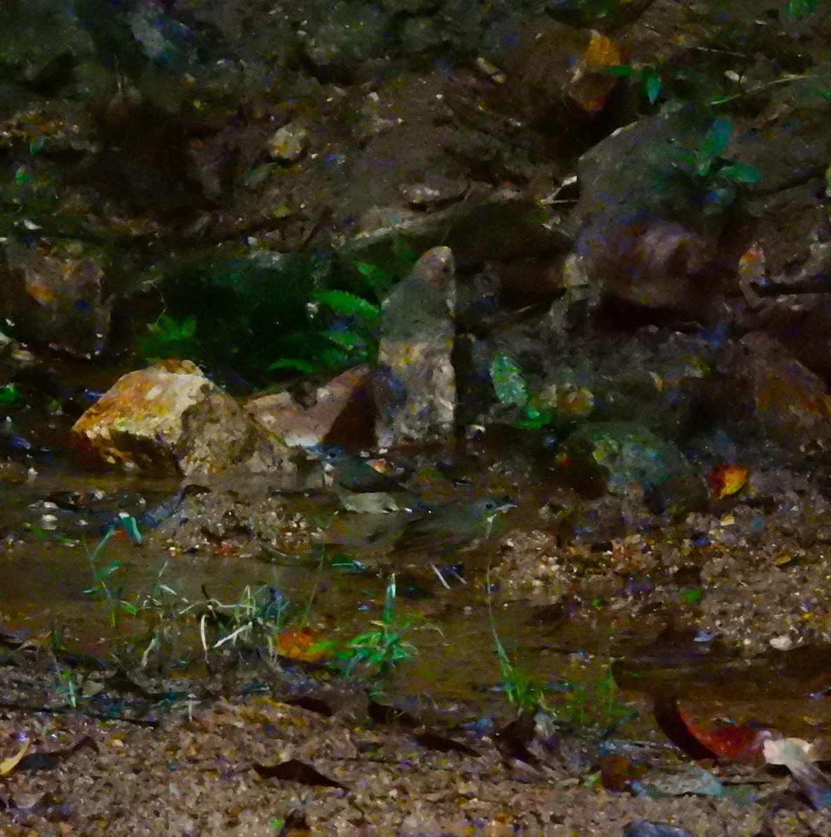 Blue-throated Flycatcher - ML645771898