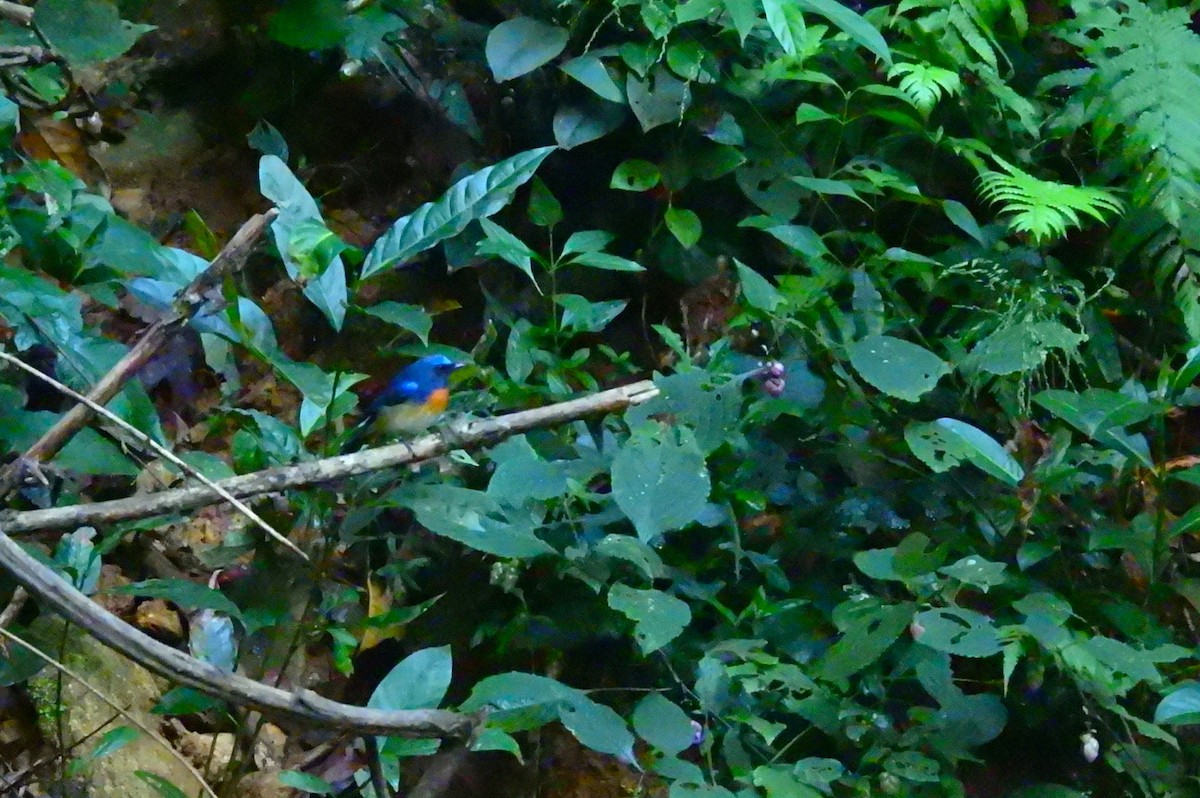 Blue-throated Flycatcher - ML645771899