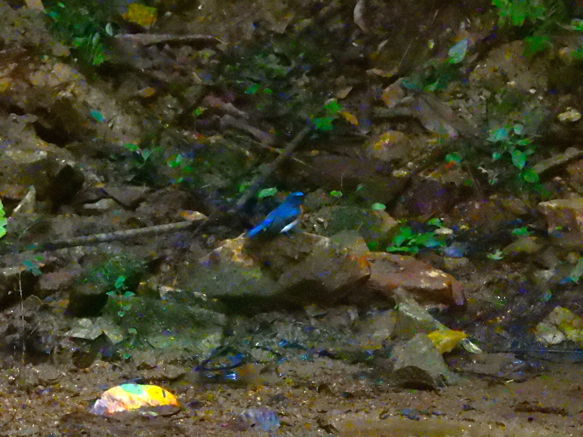 Blue-throated Flycatcher - ML645771900