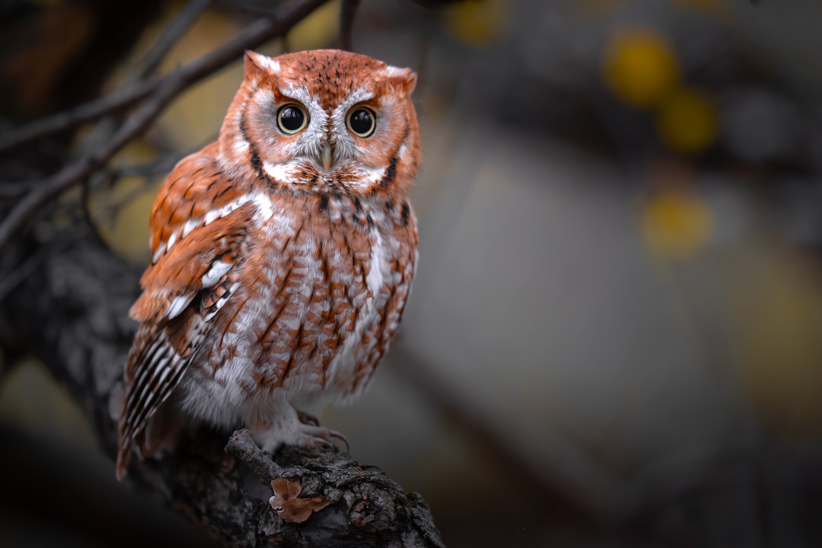 Eastern Screech-Owl - ML645771901