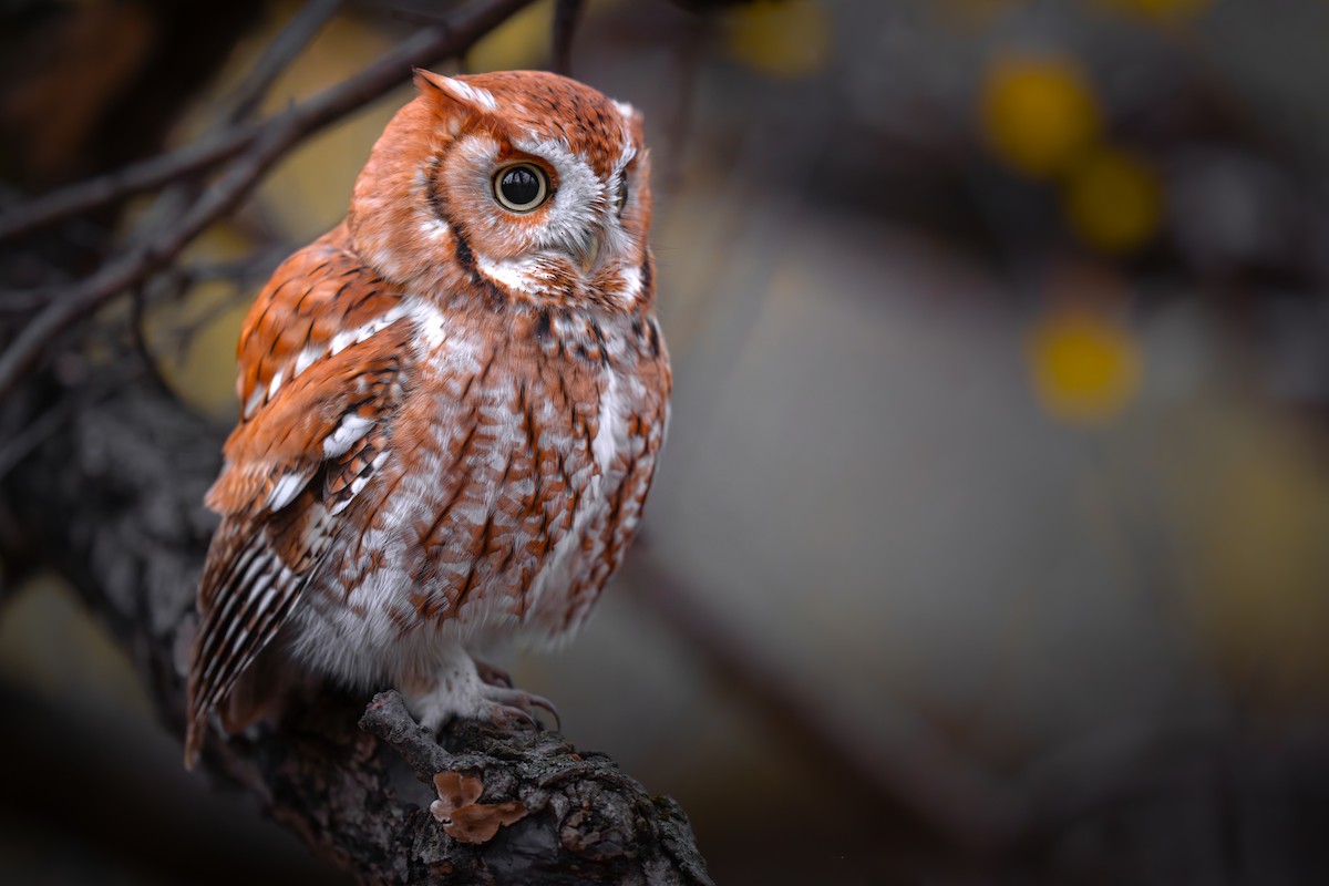 Eastern Screech-Owl - ML645771902