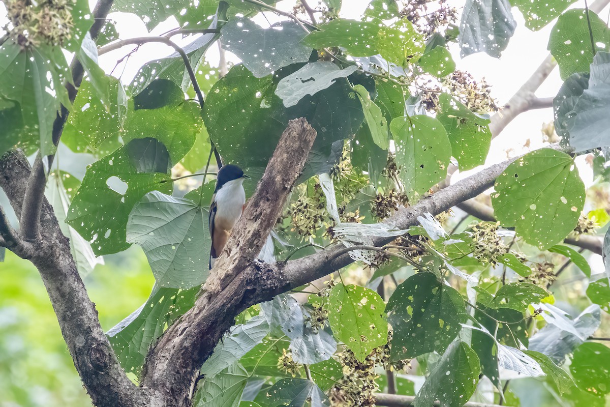 Rufous-backed Sibia - ML645771905