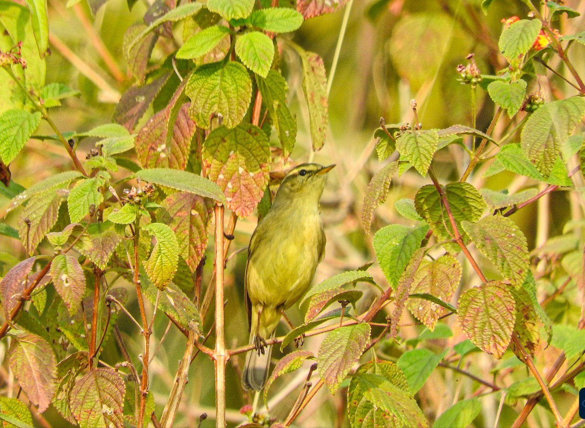 Tickell Çıvgını - ML645771924