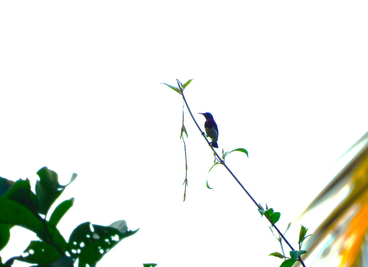 Crimson-backed Sunbird - ML645771940