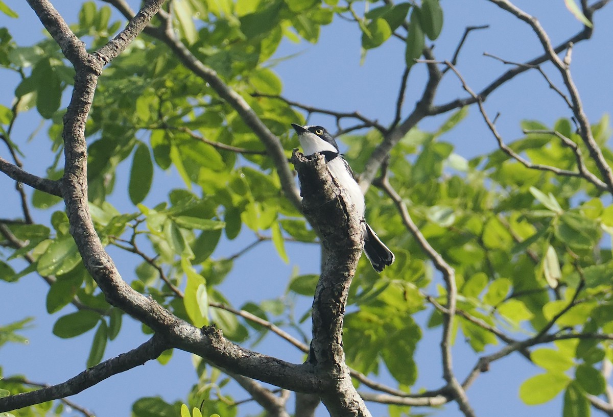 Pale Batis - ML645771955