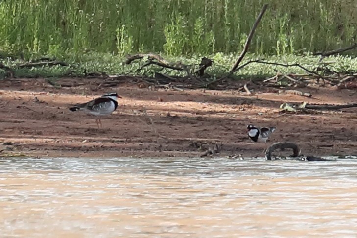 Black-fronted Dotterel - ML645771957