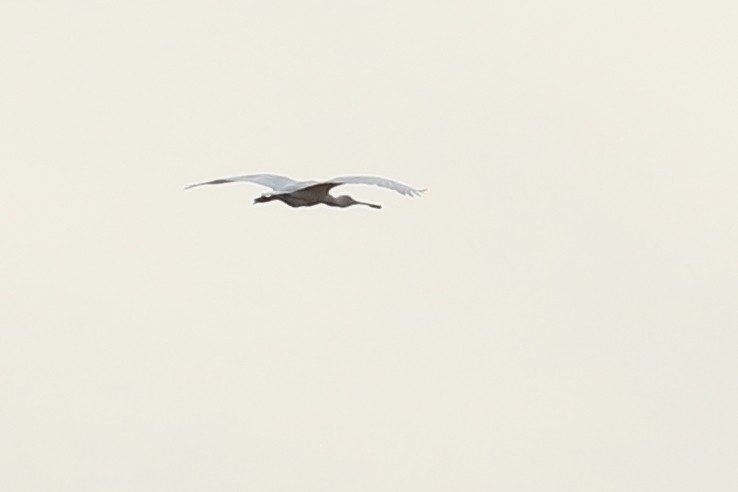 Yellow-billed Spoonbill - ML645771959