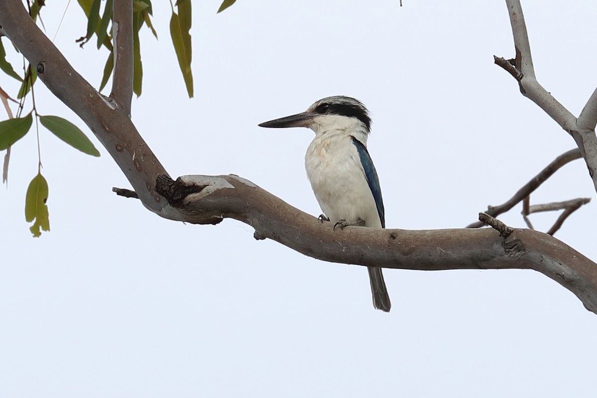 Rotbürzelliest - ML645771961