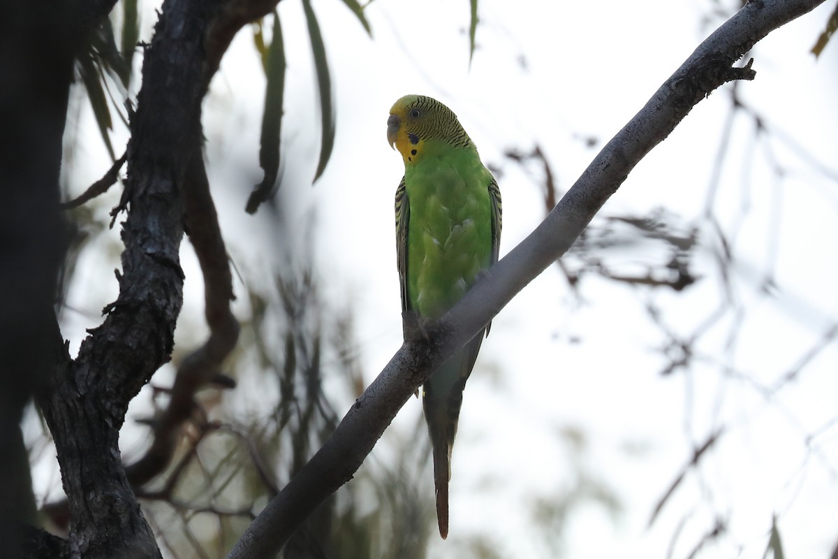 Budgerigar - ML645771965
