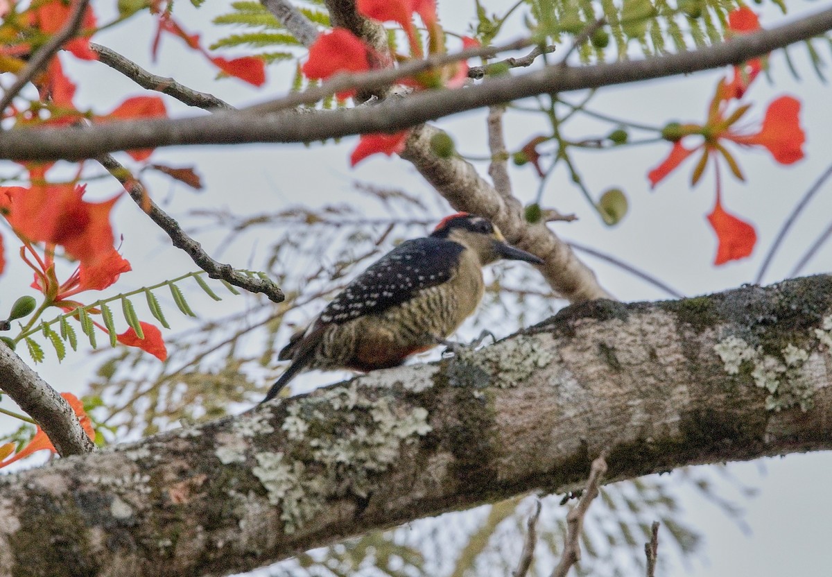 Black-cheeked Woodpecker - ML645771966