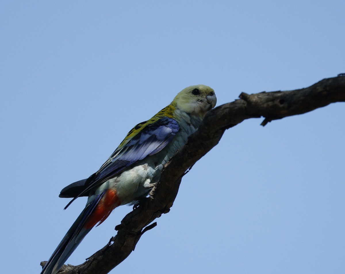 Pale-headed Rosella - ML645771967