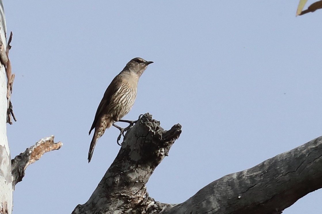 Brown Treecreeper - ML645771968