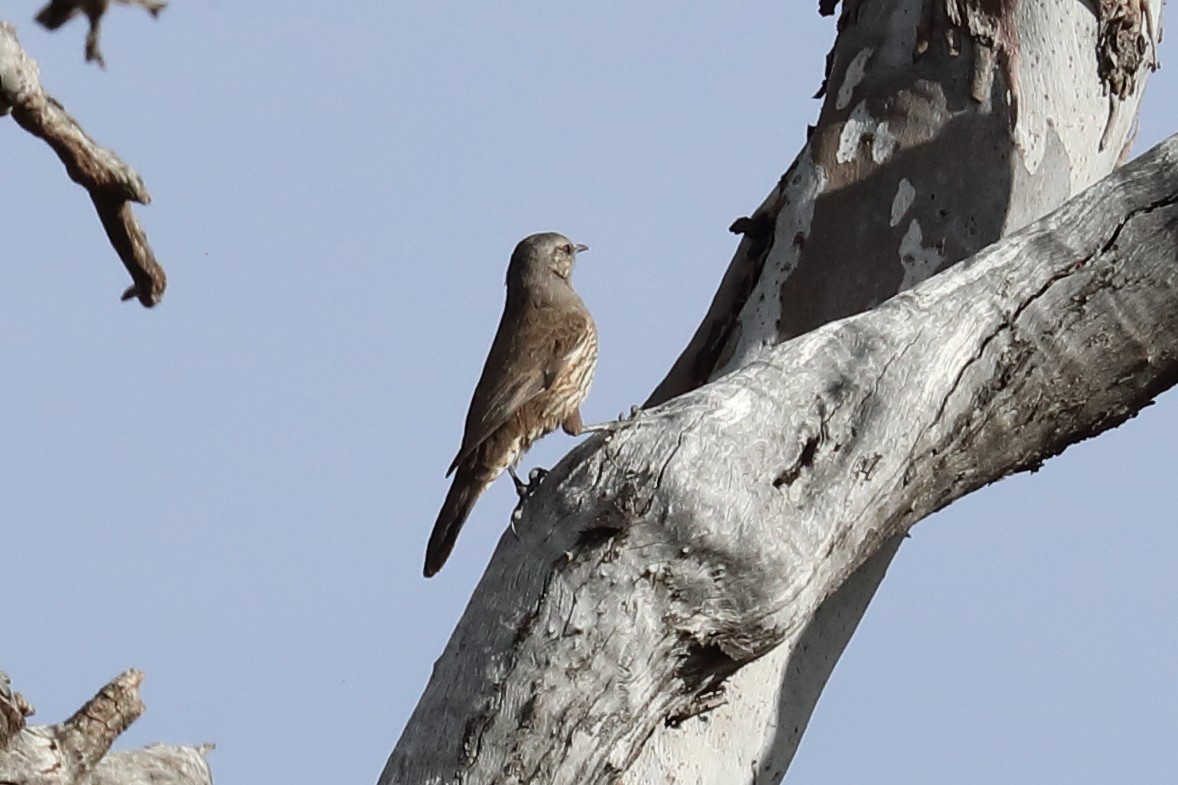 Brown Treecreeper - ML645771969