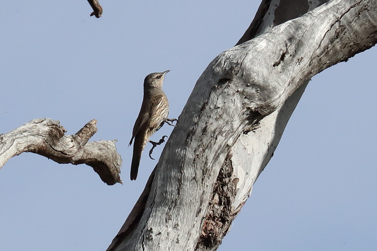 Brown Treecreeper - ML645771970