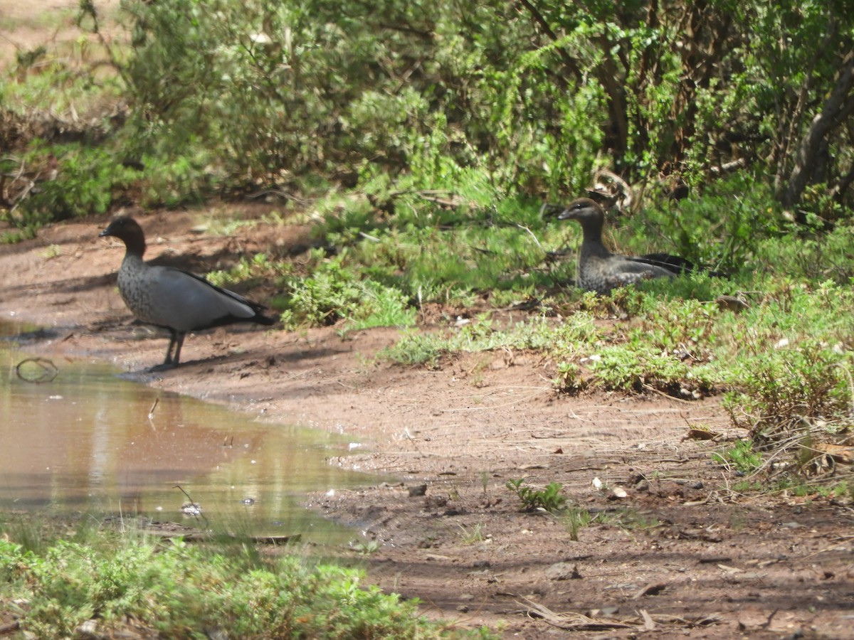 Maned Duck - ML645771971
