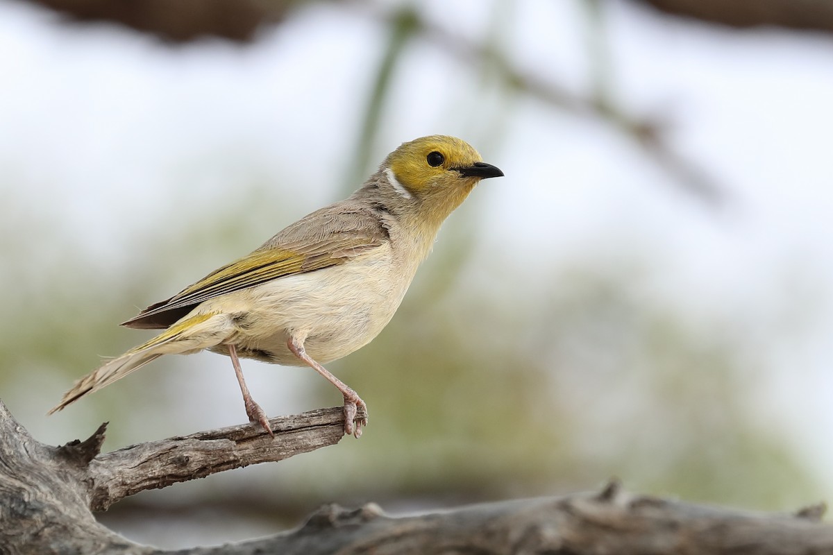 White-plumed Honeyeater - ML645771972