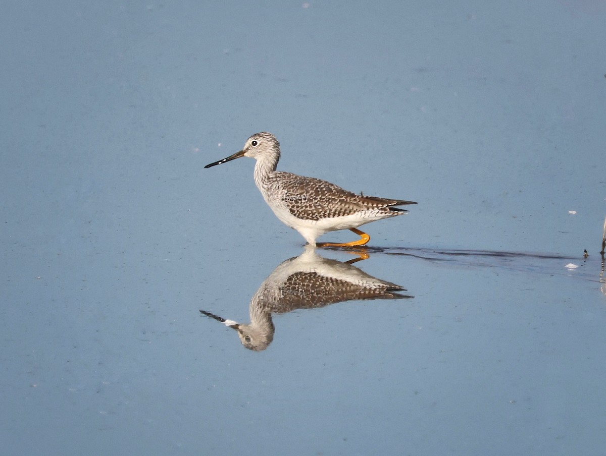 Greater Yellowlegs - ML645771973