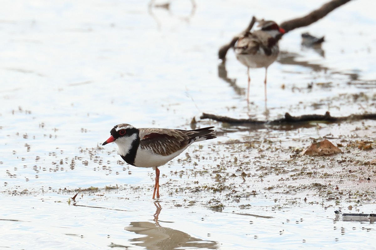 Black-fronted Dotterel - ML645771974