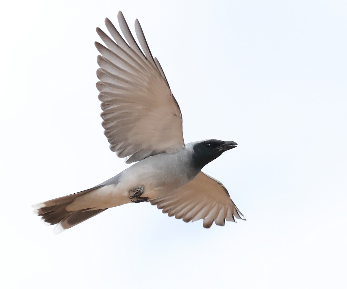 Black-faced Cuckooshrike - ML645771976