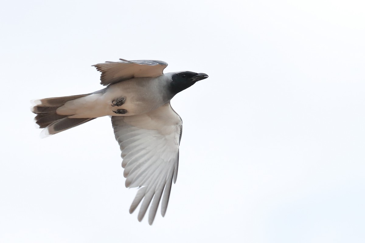 Black-faced Cuckooshrike - ML645771977