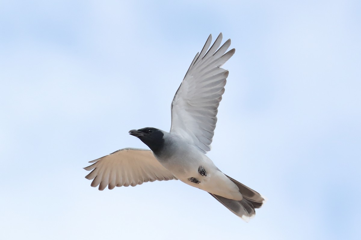 Black-faced Cuckooshrike - ML645771978