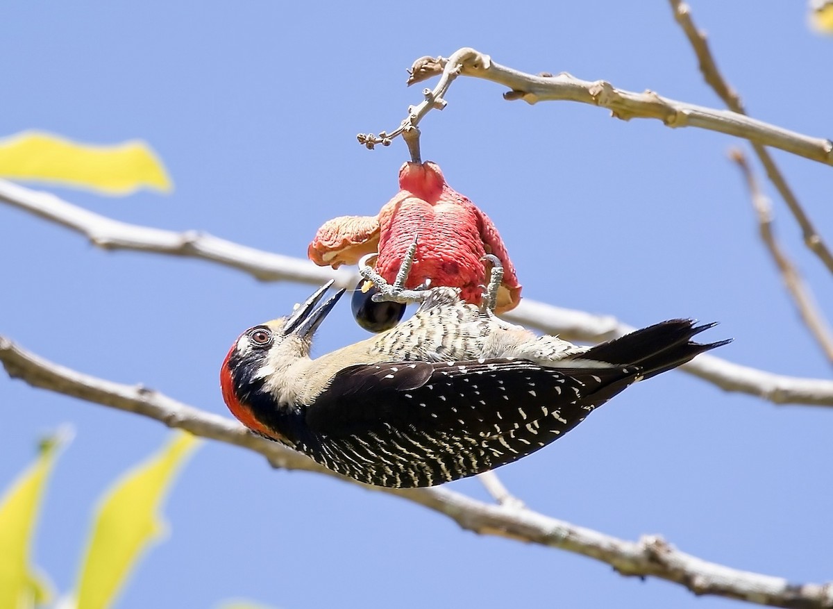Black-cheeked Woodpecker - ML645771979