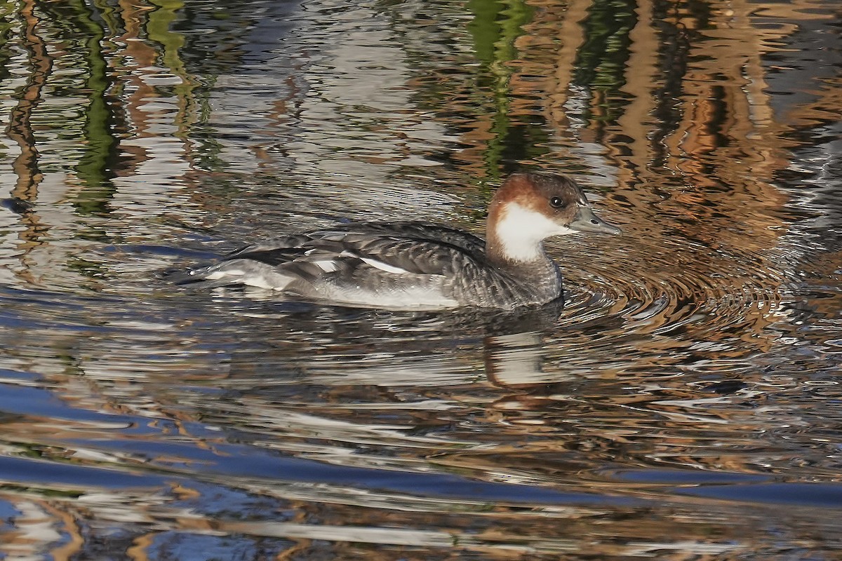 白秋沙 - ML645771981