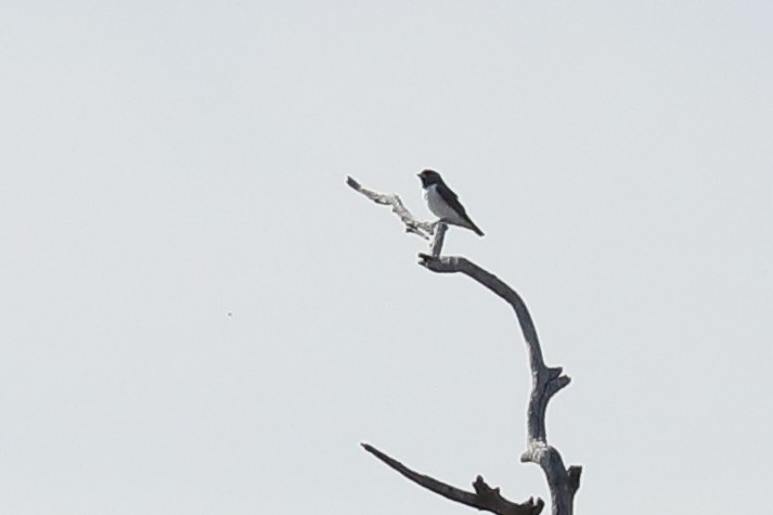 白胸燕鵙 - ML645771983