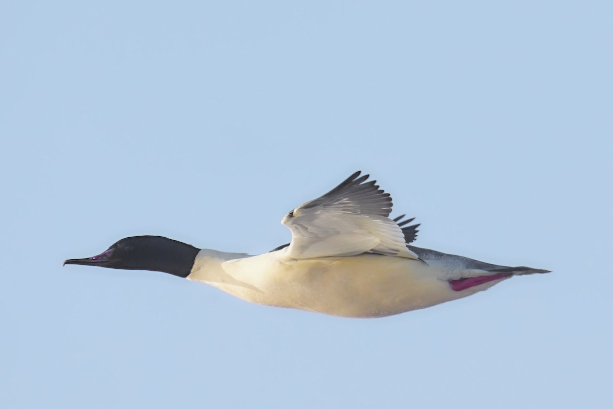 川秋沙 - ML645771985