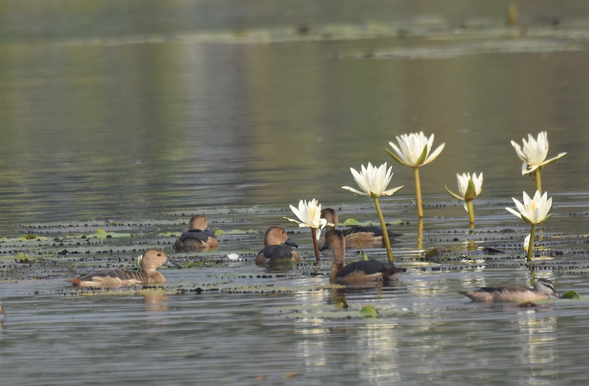 樹鴨 - ML645771986