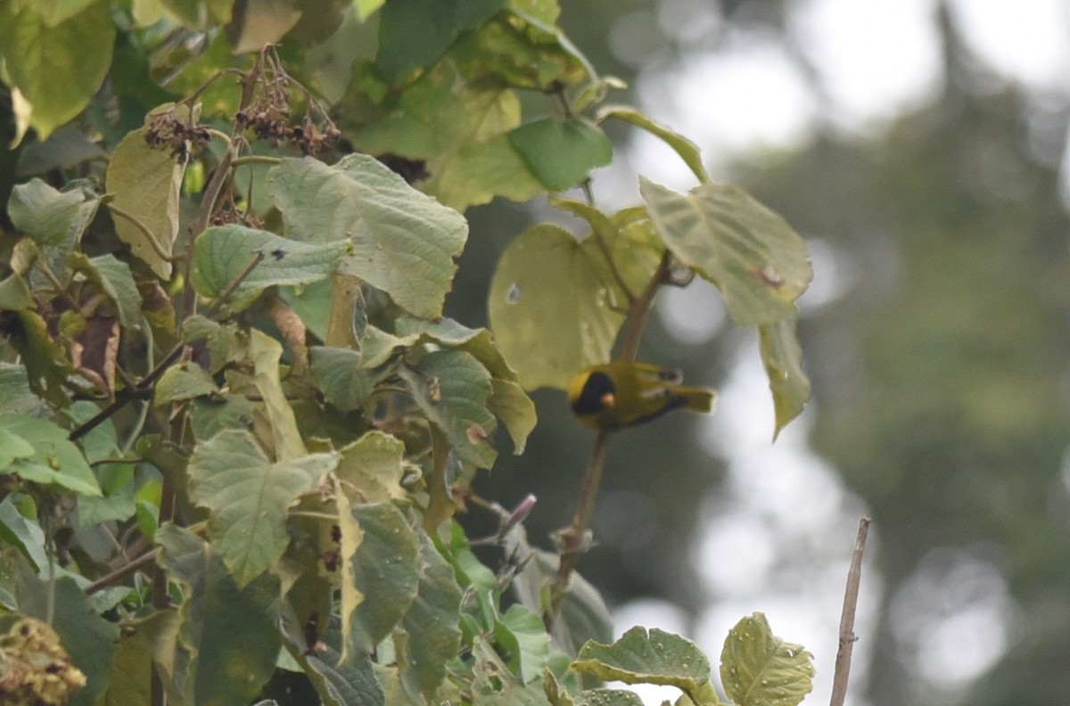 Oriole Finch - ML645771989