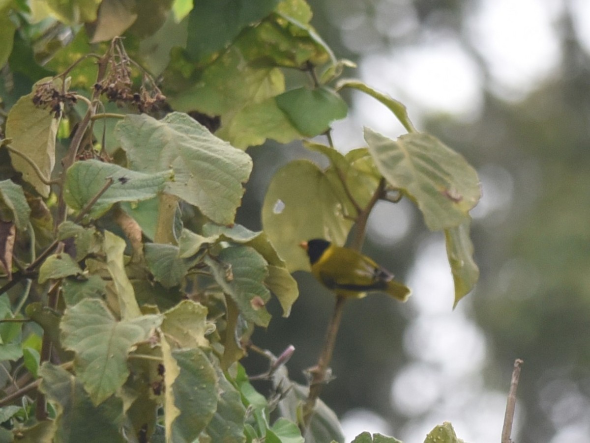 Oriole Finch - ML645771990