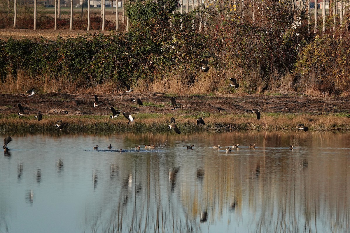 小辮鴴 - ML645771991