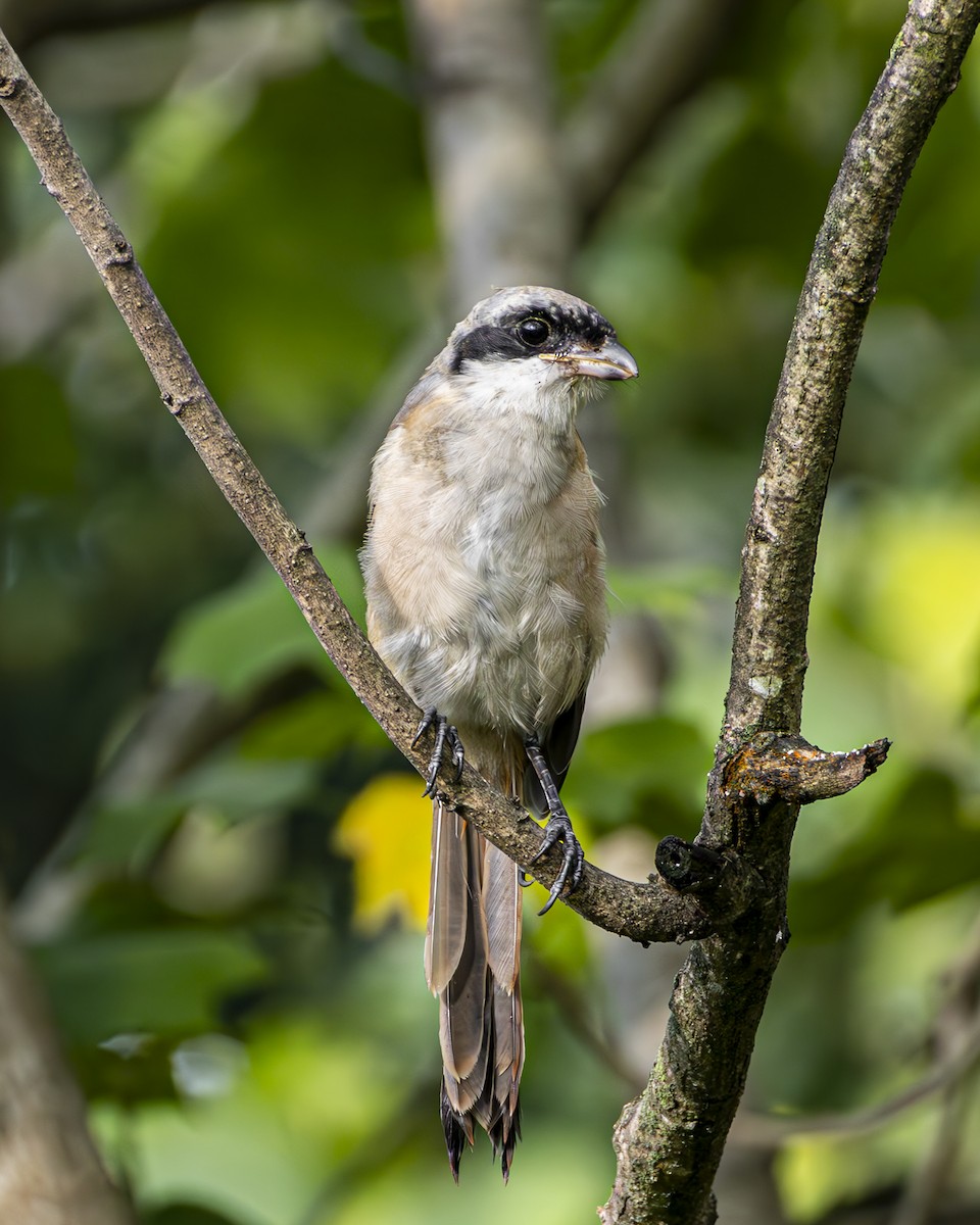 棕背伯勞 - ML645771993