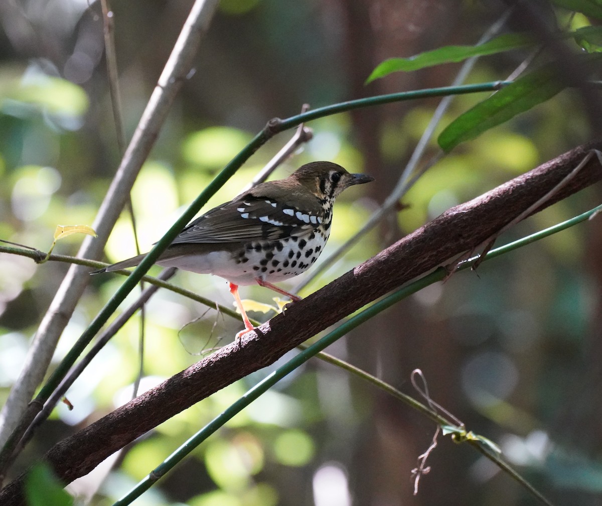 Spotted Ground-Thrush - ML645771994