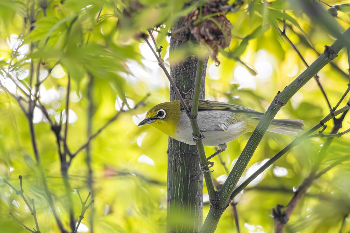 斯氏繡眼(綠繡眼) - ML645771997